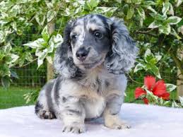 Black And Cream Dapple Dachshund Phantom Blue Cream Dapple Long Haired Mini Dachshund Dapple Dachshund Dachshund Puppies Dachshund Breed