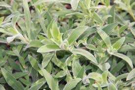 Image result for Epilobium