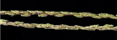 Image result for Digitaria seriata