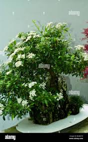 Nepal Firethorn Pyracantha Crenulata Bonsai Tree In Montreal Botanic Garden Greenhouse Canada Stock Photo Alamy
