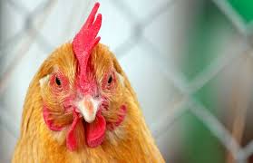Their docile temperament also makes them a great pet! A Beginner S Guide To Keeping Chickens