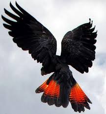 Black Bird With White Spots On Wings And Tail Pin By Nefertiti Tribal Royaltee On For The Birds Australian Birds Beautiful Birds Birds Butterflies