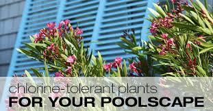 Best Chlorine Tolerant Plants Plants Cool Plants Pool Chlorine