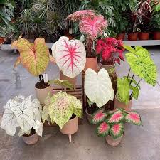 Image result for Caladium