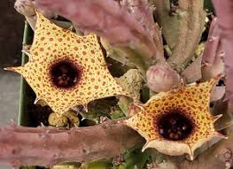 Image result for Huernia levyi