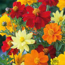 Buy flowers of sulphur and get the best deals at the lowest prices on ebay! Top 9 Most Popular The Sulphur Brands And Get Free Shipping Dja2el84
