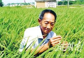 中国 湖南 的农学家 袁隆平 在栽培稻中研究此雄性不育性，并取得成果，其论文以《水稻的雄性不孕性》，发表在中国科学院《科学通报》第17卷第4期（1966年2月. Loe 2snyzwewqm