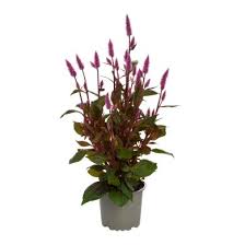 Image result for Celosia pandurata