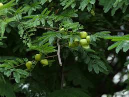 Image result for Libidibia coriaria