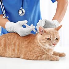 The rabies virus could be brought to the pet's. Cat Vaccines Pdsa