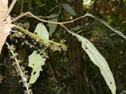 Image result for Caloncoba crepiniana