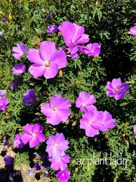 At jackson & perkins, we offer an extensive collection of flowering shrubs and bushes that are ideal for front yard curb appeal, walkway borders or the creation of garden walls to separate lawns and add privacy. Ramblings From A Desert Garden Fuss Free Purple Flowering Beauty Arizona Plants Purple Flowering Bush Plants