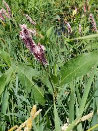 Image result for Persicaria madagascariensis