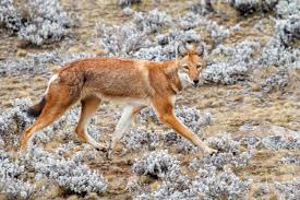 The ethiopian wolf (canis simensis) is the most threatened canid in the world and the only wolf species to be found in africa. In Search Of The Rare Ethiopian Wolf Adventure Com