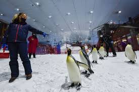 The wonderful world of penguins, showing all 17 species of penguins, feature articles, penguin facts and professor penguin. In Pictures Have A Breakfast And Walk With Penguins At Ski Dubai Society Gulf News