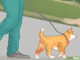 How to introduce new dog to dog. 3 Ways To Introduce Your New Dog To Dogs In The Neighborhood