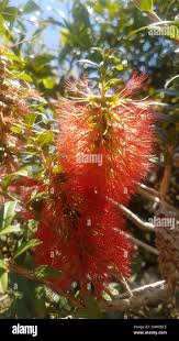 Image result for Melaleuca hypericifolia