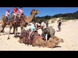 Deanne & john morrow matthew flinders drive, lighthouse beach port macquarie nsw 2444 tel: Camel Rides Lighthouse Beach Port Macquarie Oct 2016 Youtube