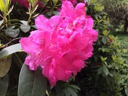 Rhododendron Walk