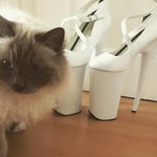 79 Begenme 6 Yorum Instagram 39 Da Mandy Xotoxic Mandyxotoxic Quot Newheels Pleaser Pleaserbeyond Skyheels Highheels Shoe Heels High Heels Shoes