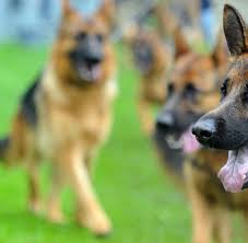 Man schätzte neben der körperlichen belastbarkeit bereits damals deren gute eignung mit gehorsam. Schaferhund Schau Weltchampionat 2014 In Nurnberg Welt