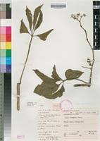 Image result for Cissus aralioides