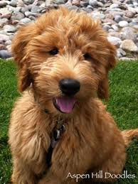 Lovely apricot golden doodle puppies for sale. Mini Apricot Goldendoodle Cheap Buy Online