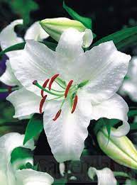 Lilium Casa Blanca Gartenea Flowers Perennials Flower Names Lily