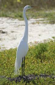 Maybe you would like to learn more about one of these? Florida Birding Florida Birding Bird Pictures Beautiful Birds