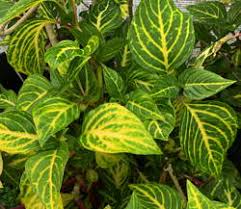 Image result for Justicia petiolaris