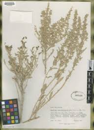 Image result for Amaranthus praetermissus