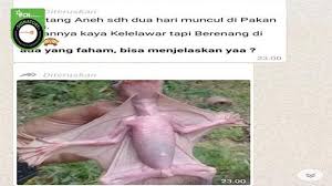 Obesiti wujud dalam setiap spesis termasuk arnab. Cek Fakta Hoaks Kemunculan Hewan Aneh Di Pekanbaru Mirip Kelelawar Tapi Bisa Berenang Cek Fakta Liputan6 Com