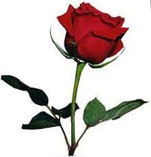 Gambar bunga mawar vektor terbaik download now rose bunga merah gamb. Mawar Merah Home Facebook