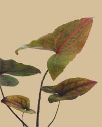 Image result for Pilea johnstonii