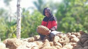 .di muaro jambi, beli bibit porang di sarolangun, beli bibit porang di tanjung jabung barat, beli bibit porang kami menjual bibit porang umbi dan katak dan kami siap kirim keseluruh indonesia. Cara Budidaya Porang Yang Bikin Paidi Punya Omzet Miliaran Di Desa Padahal Dulunya Pemulung Tribun Jambi