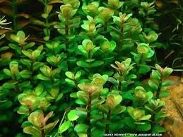 Image result for Nesaea ondongana