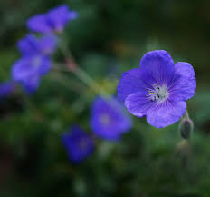 Image result for Geranium bohemicum Orchid Blue