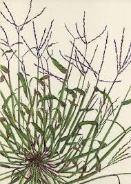 Image result for Digitaria maitlandii