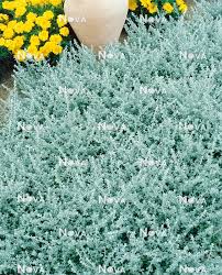 Image result for Helichrysum nitens