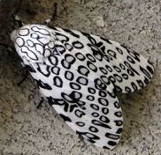 Black And White Spotted Caterpillar Black Fuzzy Caterpillar Leopard Moth Giant Leopard Moth Tiger Moth