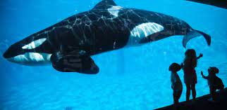 SeaWorld anuncia que não terá novas gerações de orcas - 17/03/2016 - UOL Notícias