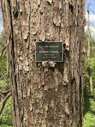 Image result for Toona