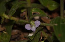 Image result for Aneilema zebrinum