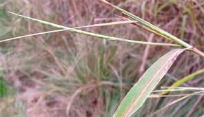 Image result for Rottboellia