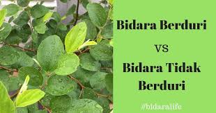 Kaedah ini sebenarnya bersumberkan amalan para ulama. Pokok Bidara Berduri Vs Pokok Bidara Tidak Berduri Perawatan Bidara Penawar Sunnah