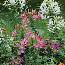 Image result for Cleome bororensis