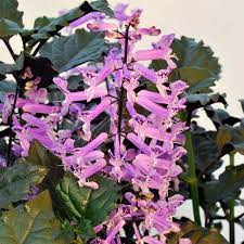 Get out of the house and show us some love. Plectranthus Velvet Elvis Terra Nova Nurseries Inc
