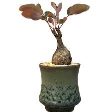 Image result for Phyllanthus mendesii