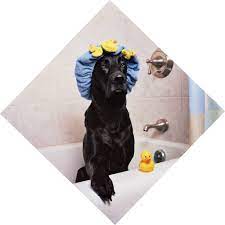 You don't want to get soap or water in sensitive areas like your dog's ears, nose, and eyes. Top Dog Barkery What Not To Do When Doing A Dog Wash