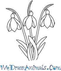 How To Draw A Snowdrop Flower